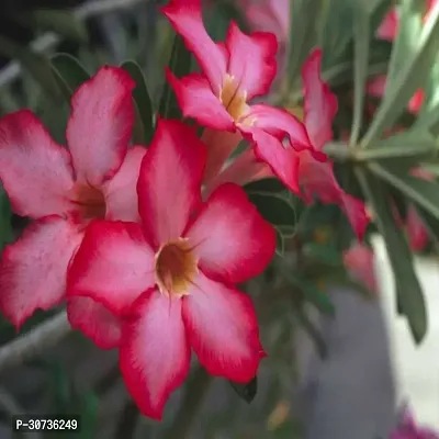 Ukanda Adenium Plant HybridAdenium Plant-thumb0