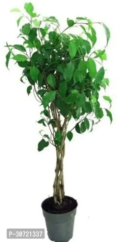 Ukanda Ficus Plant FG-RK-OJ326-thumb0