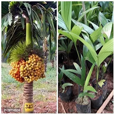 Ukanda Betel NutSupari Plant KISA92-thumb0