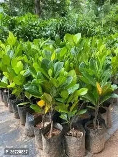 Ukanda Jackfruit Plant Mijar Giant Jackfruit-thumb2