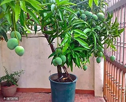 Ukanda Mango Plant Gardens Live Dwarf Plant Mango Fruit Himsagar King of All Mangoes Plant Exotic Juicy Rare Fruit Plants Garden Plant(1 Healthy Live Plant)-thumb0