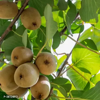 Ukanda Kiwi Plant Kiwi, plant Fruit (Grafted) - Fruit PlantsTree Outdoor Living Indoor Plants-thumb0