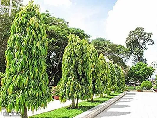 Ukanda Ashok Plant ashok tree9-thumb0