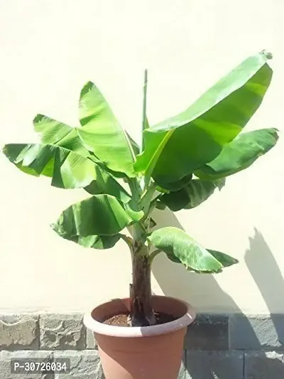 Ukanda Banana Plant HybridBanana live plant for fruiting, Gardening or devotional purpose CF22-thumb0