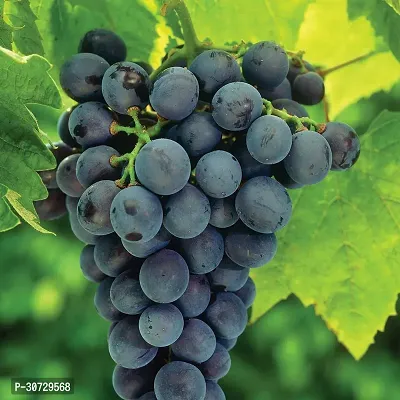 Ukanda Grapes Plant Concord Blue Grape Live Plant-thumb0