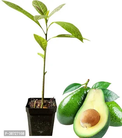 Ukanda Avocado Plant Avocado(model fruit)plants-thumb0