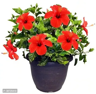 Ukanda Hibiscus Plant Gudhal RedHibiscus Flower Plant-thumb0