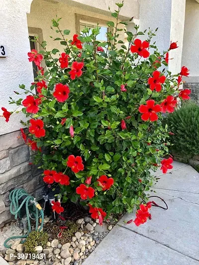 Ukanda Hibiscus Plant Chinese hibiscus Gurhal Juba kusum athonba Dasavala Chemparati cembarutti Jaswand Dosni Phool Midumpangpar Japaa Kusum Rakta Pushpee Japa Pushpee Hibiscus rosa-sinensis living plant.-thumb3