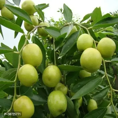 Ukanda Custard Apple Plant Custard Apple Plant-151-thumb0