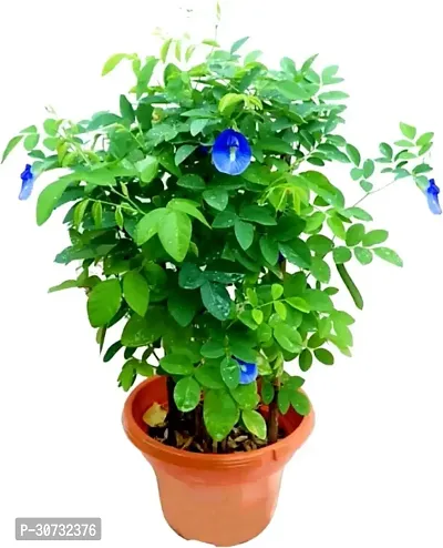 Ukanda Aparajita Butterfly Pea Plant Aparajita Butterfly Plant-thumb0