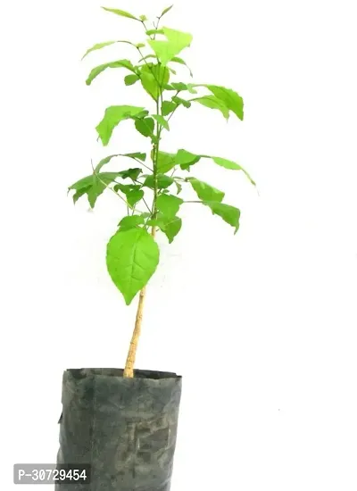 Ukanda Custard Apple Plant U687146561 l-thumb0