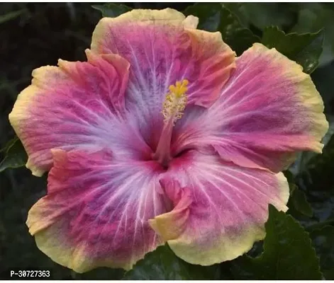 Ukanda Hibiscus Plant PLT-358-thumb0