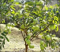 Ukanda Guava Plant GUAVA PLANT 4411QQ-thumb2