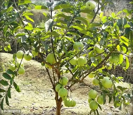 Ukanda Guava Plant GUAVA PLANT 4411QQ-thumb3