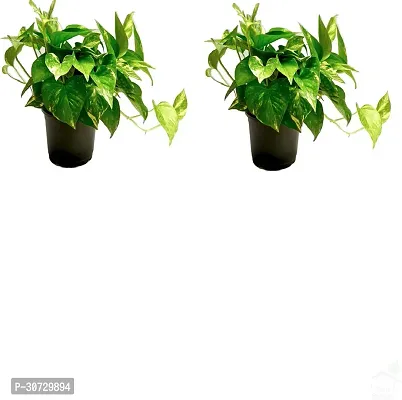 Ukanda Money Plant PotsPlants Money Plant-thumb0