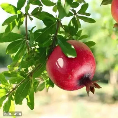 Ukanda Pomegranate Plant Best Quality| Annar| Pomegranate Sap|GraftedPlant-thumb2