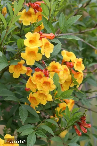 Ukanda Tecoma Plant Tecomayellow trumpetbushyellow bellsyellow elderginger-thomas chandra prabha flower plant-thumb2