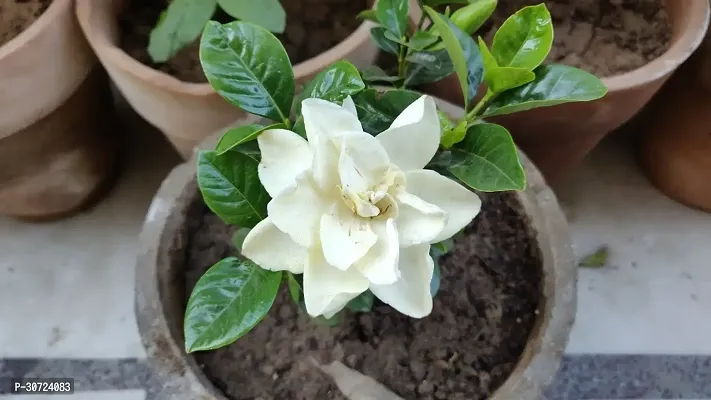 Ukanda Night Bloom Jasmine Plant Cape JasmineGandhorajGardenia jasminoidesNight Bloom JasmineFlower plantV-3-thumb0