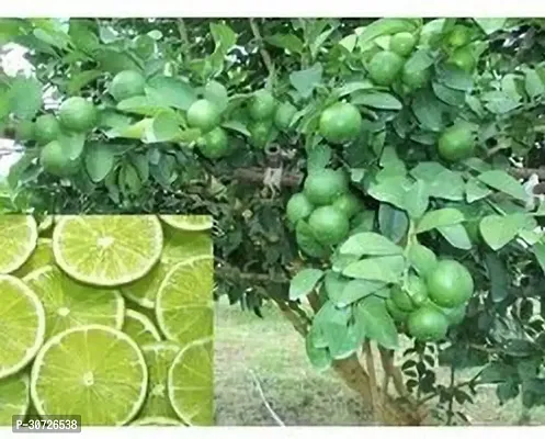 Ukanda Lemon Plant Kamkot lemon fruit live plant Grefted.-thumb0