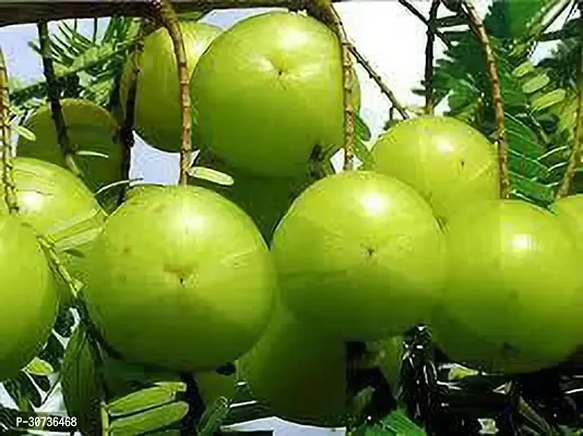 Ukanda Amla Plant AMLA PLANT KTR-thumb0