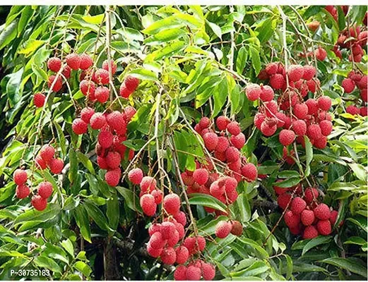 Ukanda Litchi Plant Litchi Plant 0.6-thumb2