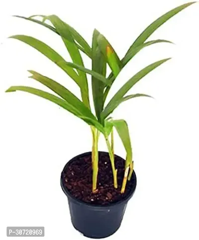 Ukanda Areca Palm FD_Areca Palm Plant_ADF-thumb0