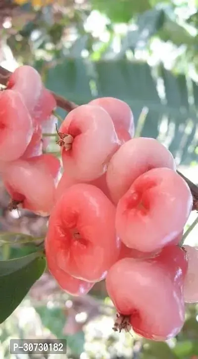 Ukanda Jamun Plant Live PlantsChampa Fruit Plant Exotic Light Pink Colour Plant Fruit Garden Plants (1 Healthy Live Plant).-thumb0