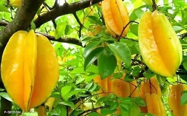 Ukanda Star Fruit Carambola Grafted Plant Thai All time Sweet Star fruit(Kamranga) live plant-thumb0