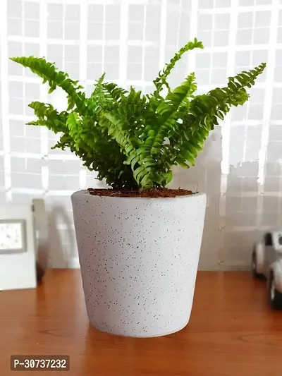 Ukanda Fern Plant modfern17 7-thumb0