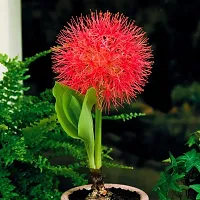 Ukanda Lily Plant Football lilyblood lilyball lilyblood flowerpowderpuff lily flower plant-thumb1