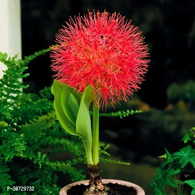 Ukanda Lily Plant Football lilyblood lilyball lilyblood flowerpowderpuff lily flower plant-thumb2