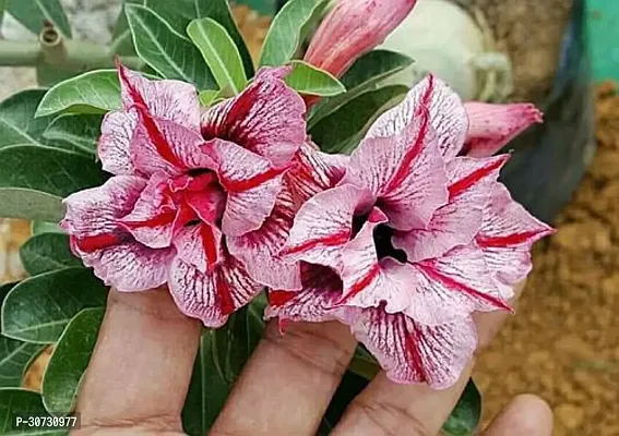 Ukanda Adenium Plant ADENIUM PLANT-thumb0