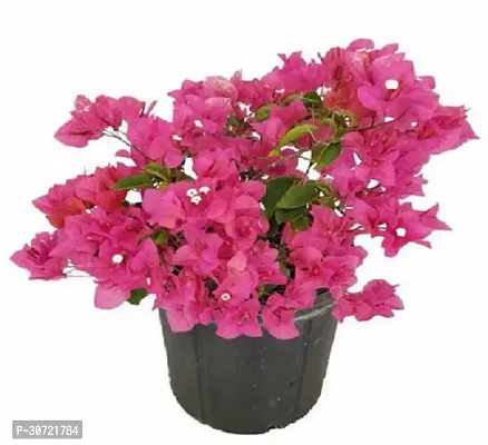 Ukanda Baugainvillea Plant Bougainvillea Plant Kagaj Flower Live Plant FP100111-thumb0