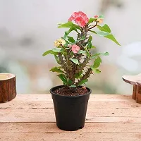 Ukanda Portulaca Plant PLants 53-thumb1