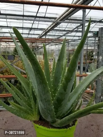 Ukanda Aloe Vera Plant Aloe Vera Plant CF00007-thumb0