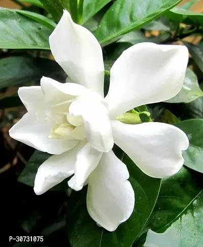 Ukanda Jasmine Plant Jasmine Plant 85-thumb0