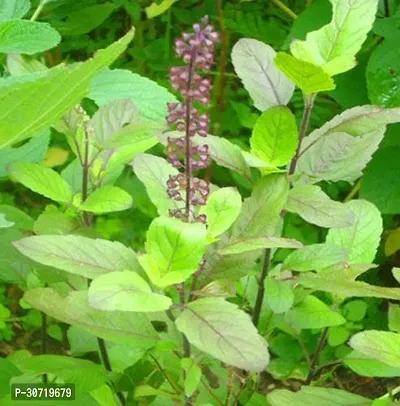 Ukanda Tulsi Plant Tulsi-thumb0