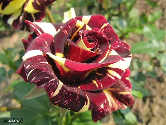 Ukanda Rose Plant THAI MIX ROSE PLANTS-thumb0