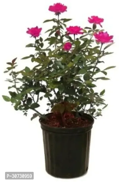 Ukanda Rose Plant PLT-218-thumb0