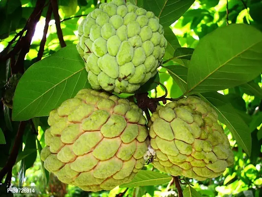 Ukanda Custard Apple Plant Green Custard Apple Plant-thumb0