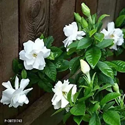 Ukanda Night Bloom Jasmine Plant Saraswati Gardens GardeniaCape JasmineGandhraj Live 1 Healthy Live Plant With Plastic Bag m-thumb0