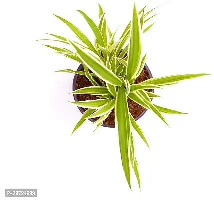 Ukanda Spider Plant PLT-034-thumb2