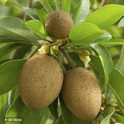 Ukanda Chiku Plant Live Fruit Plant Manilkara Zapota,Sapodilla, Sapota, chikoo, Chico, Naseberry, or Nispero Sapota Chikoo SapotaChikoo Healthy (Thailand Variety) for Home and Outdoor Garden01-thumb0