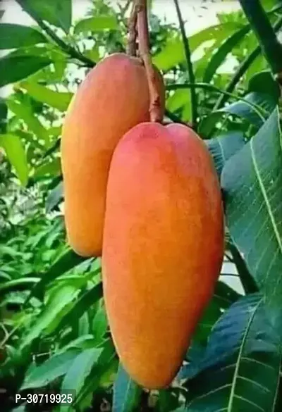 Ukanda Mango Plant yu01-thumb0