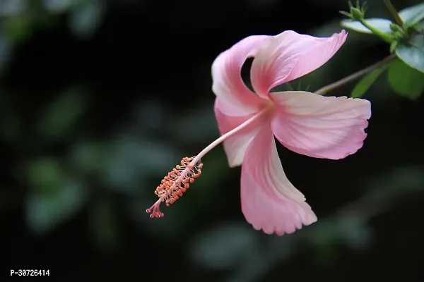 Ukanda Hibiscus Plant PINK HIBISCUS GOLAPI JOBA PINK GUDHAL-thumb0