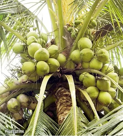 Ukanda Coconut Plant hybrid coconut tree H23-thumb0