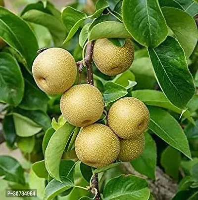 Ukanda Pear Plant Pear plants-thumb0