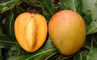 Ukanda Mango Plant Gulab Khass Live Grafted Mango Plant CF13-thumb1