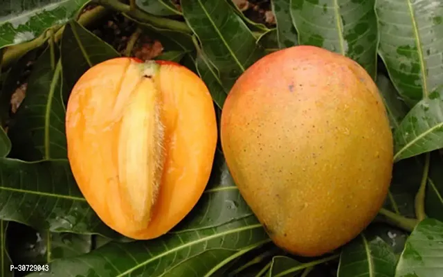 Ukanda Mango Plant Gulab Khass Live Grafted Mango Plant CF13-thumb2