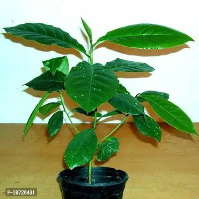 Ukanda Almond Plant FURYHUB-thumb0